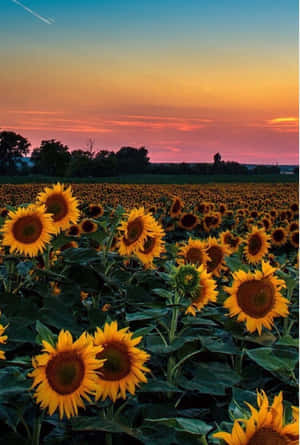 Take A Moment To Appreciate Aesthetic Sunset On Your Iphone Wallpaper