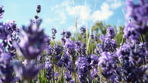 Take A Moment To Relax Amongst The Lavender Fields Wallpaper