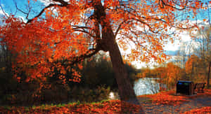 Take A Peaceful Stroll In The Breathtaking Hues Of Fall! Wallpaper