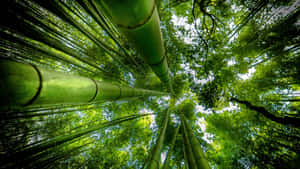 Take A Stroll Through This Enchanted Bamboo Forest Wallpaper