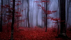 Take A Walk Through This Vibrant Red Forest Wallpaper