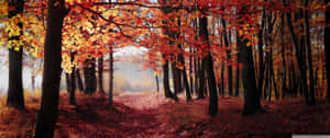 Take In The Beauty Of A Fall Landscape Wallpaper