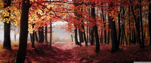 Take In The Beauty Of A Fall Landscape Wallpaper