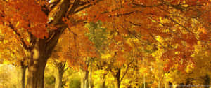 Take In The Beauty Of Fallen Orange Leaves Wallpaper