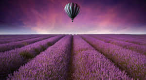 Take In The Beauty Of Lavender Fields Wallpaper