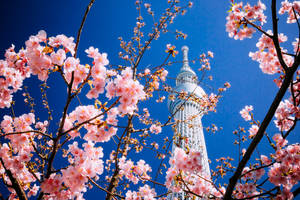 Take In The Beauty Of Tokyo With The Japanese Cherry Blossom, Sakura Wallpaper