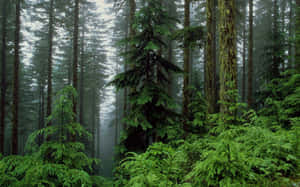 Take In The Peace And Beauty Of Nature In This Lush Forest. Wallpaper