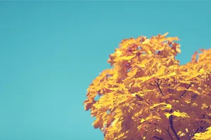 Take Your Work To The Next Level With This Aesthetic Yellow Computer. Wallpaper