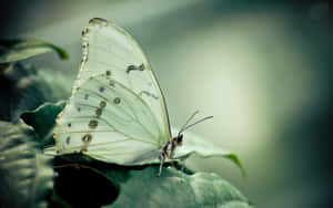 Taking Flight – A White Butterfly Flutters In The Midst Of A Field Of Wildflowers. Wallpaper