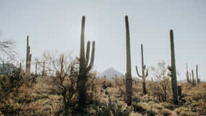 Taking In The Beautiful Phoenix Skyline Wallpaper