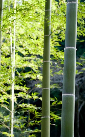 Tall Bamboo 4k Green Leaves Wallpaper