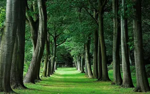 Tall Green Trees Pathway Wallpaper