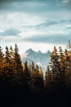 Tall Pine Trees In Austria Wallpaper