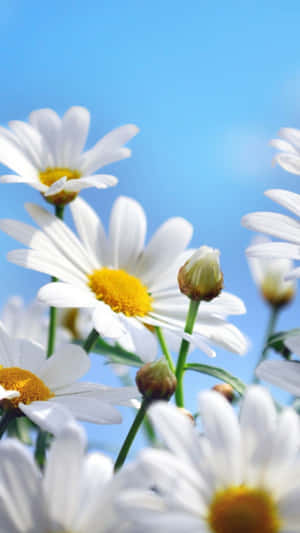 Tall Spring Daisy Iphone Wallpaper