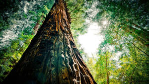 Tall Tree Of Redwood Forest Wallpaper