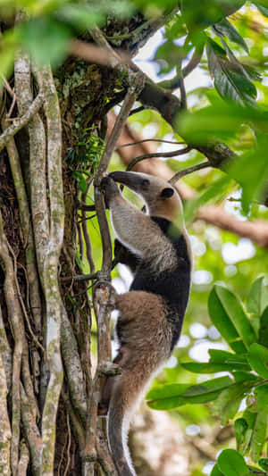 Tamandua Climbing Tree Wallpaper