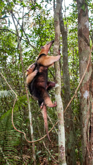 Tamandua Climbing Tree Wallpaper