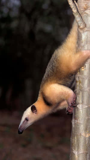 Tamandua Climbing Tree Wallpaper