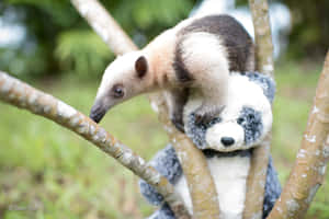 Tamandua Climbing Tree Wallpaper