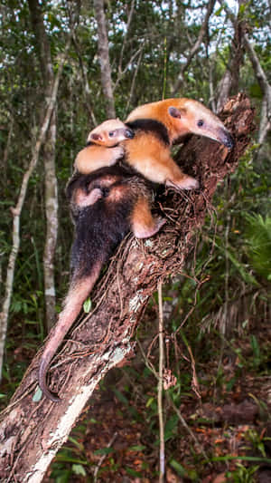 Tamandua Motherand Babyon Tree Wallpaper