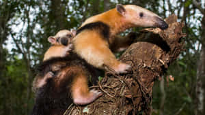 Tamandua Motherand Babyon Tree Wallpaper