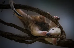 Tamandua Twilight Resting Wallpaper