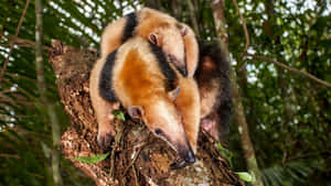 Tamandua Twinsin Tropical Forest.jpg Wallpaper