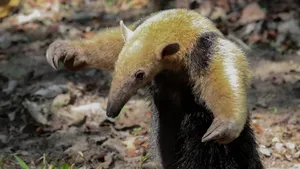 Tamanduain Natural Habitat Wallpaper