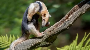 Tamanduain Natural Habitat Wallpaper