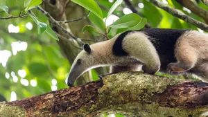 Tamanduain Tree Wallpaper