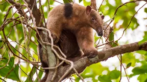 Tamanduain Tree Branches Wallpaper