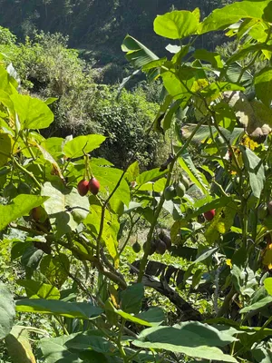 Tamarillo Fruit Tree Outdoor Shot Wallpaper