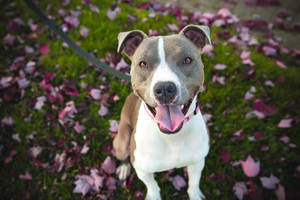 Tan And White Pitbull Smiling Wallpaper