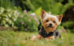 Tan Yorkshire Terrier Outdoor Photography Wallpaper