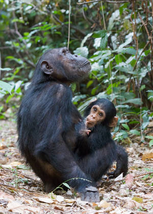 Tanzania Gombe National Park Wallpaper