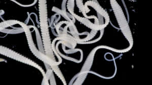 Tapeworm Infestation Closeup Wallpaper