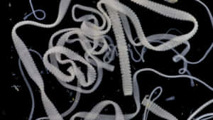 Tapeworm Infestation Closeup Wallpaper