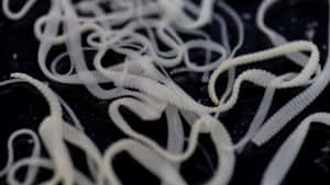 Tapeworm Infestation Closeup Wallpaper