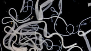 Tapeworm Infestation Dark Background Wallpaper