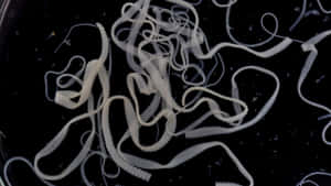 Tapeworm Infestation Dark Background Wallpaper