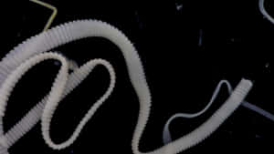 Tapeworm Segments Dark Background Wallpaper