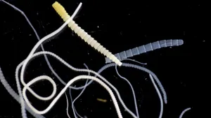 Tapeworm Segmentsand Eggs Wallpaper