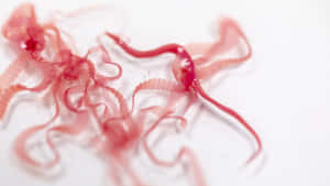 Tapeworm Specimen Examination Wallpaper