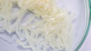 Tapeworm Specimen Examination Wallpaper