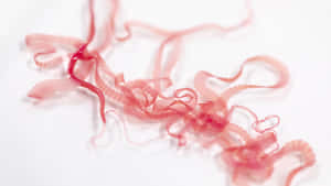 Tapeworm Specimen Example Wallpaper