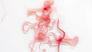 Tapeworm Specimen Extraction Wallpaper