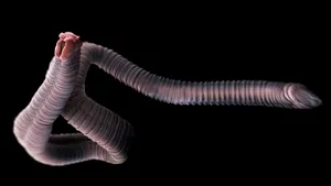 Tapeworm Specimen Isolatedon Black Wallpaper