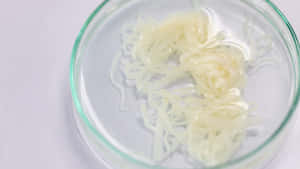 Tapeworm Specimenin Petri Dish Wallpaper