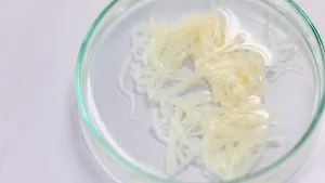 Tapeworm Specimenin Petri Dish Wallpaper