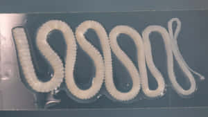 Tapeworm Specimens Displayed Wallpaper